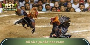 Đá Gà Cựa Sắt B52 Club