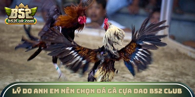 Lý do anh em nên chọn Đá gà cựa dao B52 Club