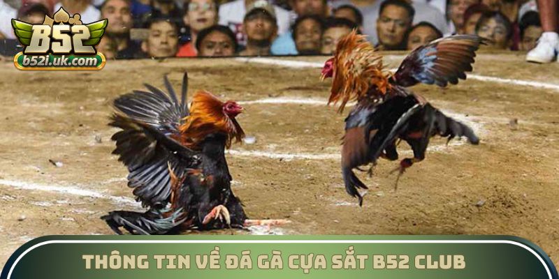 Thông tin về Đá gà cựa sắt B52 Club