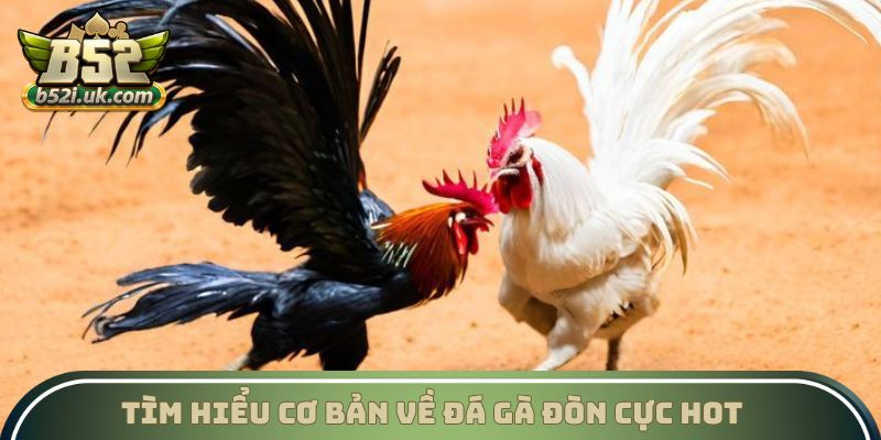 Tìm hiểu cơ bản về đá gà đòn cực hot
