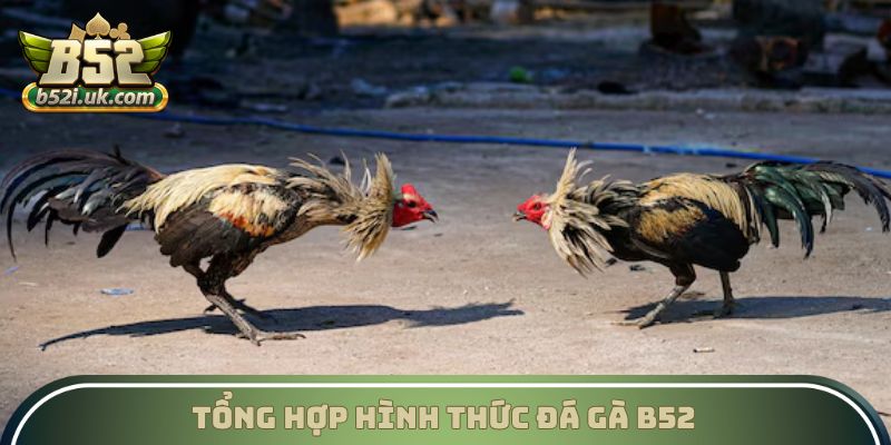 Tổng hợp hình thức Đá gà B52